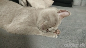 Junger BKH Kater abzugeben 