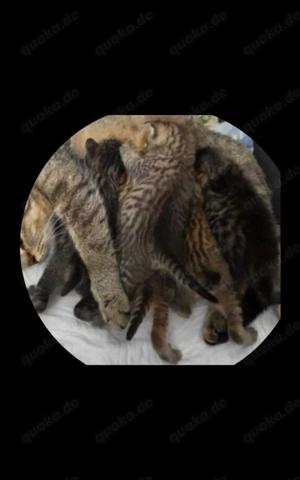 Wunderschöne aktive BKH Kitten suchen ein neues Zuhause!!!