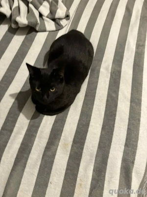 Wunderschöner Bengal-Mix Siamkater 6 Monate jung, verspielt & verschmust   
