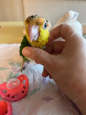 Zahmer Papagei rostkappenpapagei (grünschenkel) aus handaufzucht abzugeben 