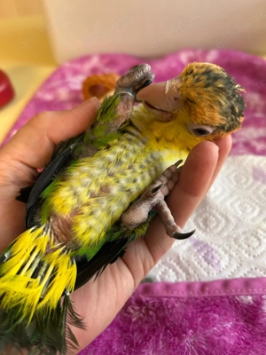 Zahmer Papagei rostkappenpapagei (grünschenkel) aus handaufzucht abzugeben 