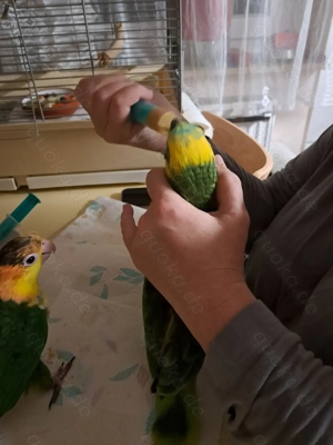 Super zahmer Rostkappenpapagei (grünschenkel) aus handaufzucht abzugeben 