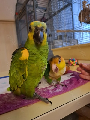 Zahmer Papagei rostkappenpapagei (grünschenkel) aus handaufzucht abzugeben 
