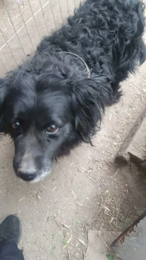 Dominante Cocker-Mix-Dame Ronna - verliert ihr Zuhause