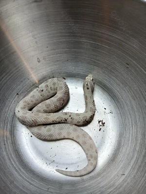 1.1 Toxic Heterodon Nasicus 2024 subadult Hakennasennatter