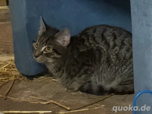 süße Katzenbabys suchen ein neues zu Hause