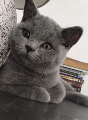 Reinrassige BKH Kitten in blau 