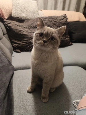 süße reinrassige BKH dame sucht ein zuhause