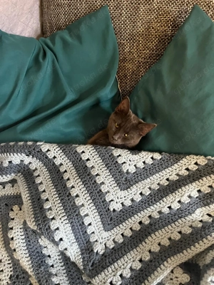 Cookie sucht neues für-immer-zu Hause 