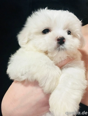 bichon malteser  welpen