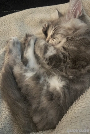 Maine Coon Kitten ab sofort