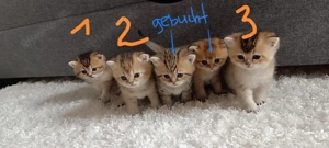 BKH Kitten, alle sind Jungs, reinrassig, Vater ist mit Stammbaum