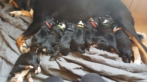 Appenzeller Sennenhund-Welpen 