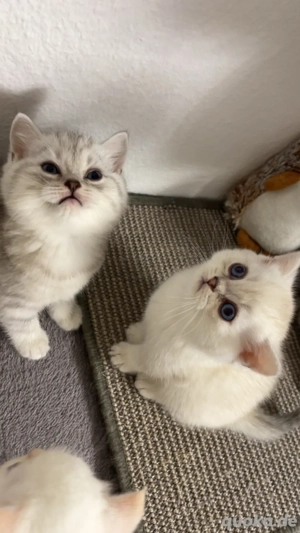 Britisch Kurzhaar Kitten   Silber & Weiß   Geboren am 10.09.2025   Abgabe ab     Hobbyzucht