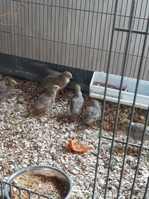 Junge  Chinesische Zwergwachteln 