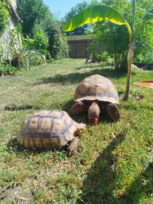 Wir suchen ein oder zwei Mitbewohner für unsere Spornschildkröte, Sulcata !