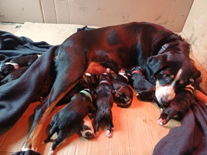 Appenzeller Sennenhund-Welpen 