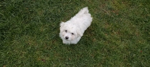 Kleine Havaneser Hündin