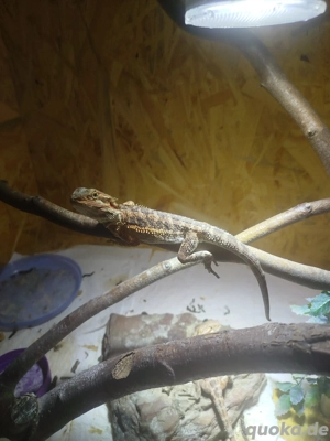 1.0 Bartagame NZ Juni 25 Reptilien Echse