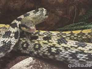 Schönnatter sucht zu Hause