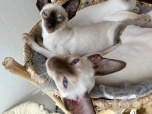 Zauberhafte Siamkitten