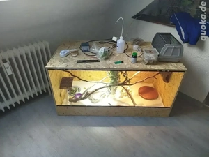 1.1 NZ'25 Juni Farbbartagamen + Terrarium + Zubehör Reptilien Echsen