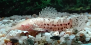 Schwielenwels Albino