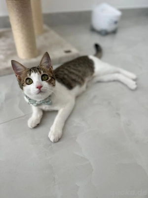 Arabian Mau Kätzchen noch in Dubai