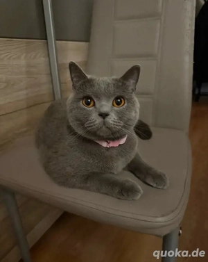 Wunderschöne Britisch Kurzhaar & Langhaar Golden Chinchilla Kitten mit Stammbaum!