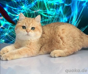 BKH Kittenns suchen ein  neuen Zuhause