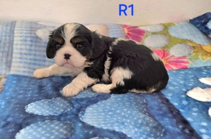 Cavalier King Charles Spaniel Welpen mit Ahnentafel 