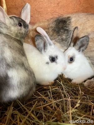 Junge Zwergkaninchen