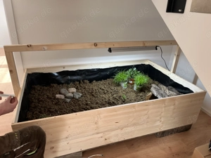 Sternschildkröte Geochelone Elegans NZ 2020