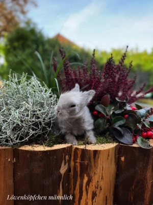 Superzahme Löwenköpfchen dürfen reserviert werden! Löwenkopf Kaninchen Zwergkaninchen 