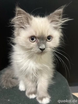 Zauberhafte 4 Katerbabys suchen ein liebevolles Zuhause 