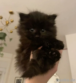 Süßer Katerchen Langhaar baby Katze 