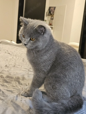 Britisch Katzen zur abgabe