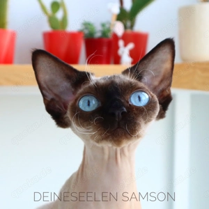 Devon rex kitten mit Stammbaum 