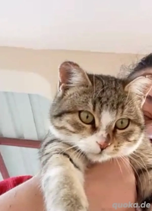 katzenbaby sucht ein neues liebevolles Heim 