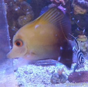 Meerwasser Zebrasoma scopas