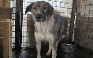 Stolze Erscheinung Maggy sucht ländliches Zuhause