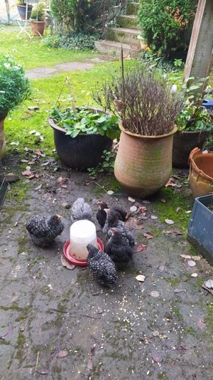 Zwerg Orpington Hühnerküken