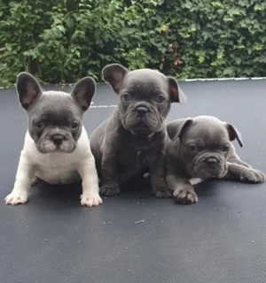 Französische Bulldoggen Welpen 