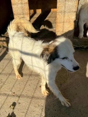 wunderschöne, liebe, mit Artgenossen super verträgliche Hündin "Yuki" sucht ein dringend ein Zuhause