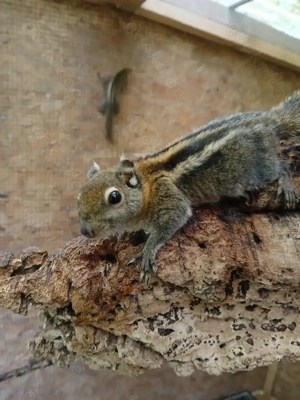 Chinesische Baumstreifenhörnchen 