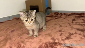wunderschöne BKH Kitte ca 5. Monate