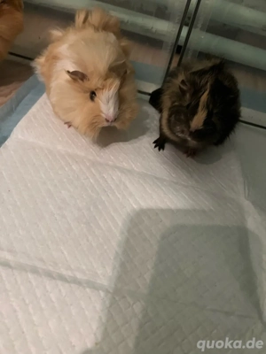 Meerschweinchen Babys 