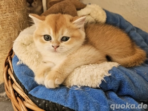 Britisch kurzhaar  langhaar  