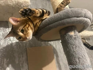 Bengal Deckkater Simba   kräftig, erfahren & reinrassig