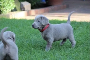 Silber Labrador Welpen 